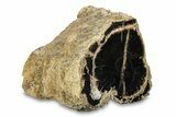 Polished Petrified Wood (Schinoxylon) Log - Blue Forest, Wyoming #297309-1